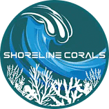 ShorelineCorals ShorelineCorals logo