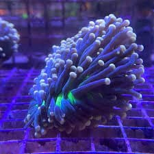 Joker Torch per head