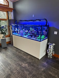 clients red sea tank red sea plug and play set up