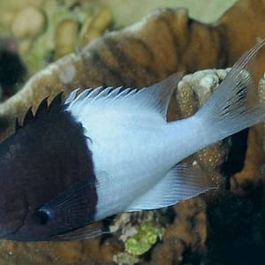 Bicolor chromis