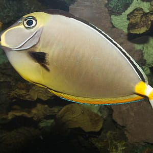 NASO TANG MD