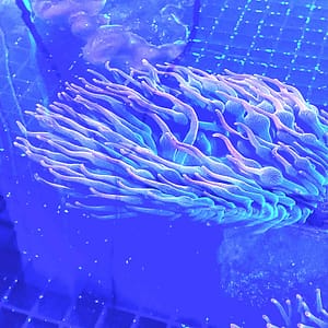 BUBBLETIP ANEMONE