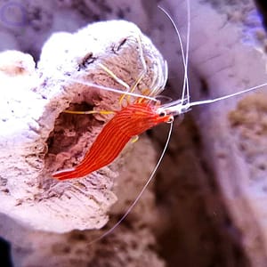 PEPPERMINT SHRIMP (lysmatella prima)
