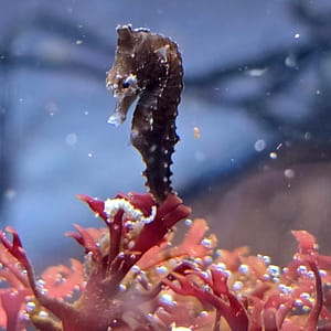 Seahorse ( Tank Raised)