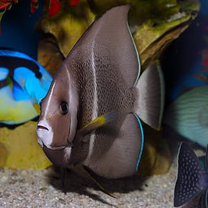 Grey Angelfish Lg