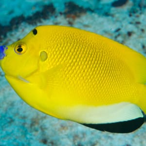 Treespot angelfish