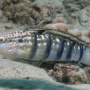 Brown barred goby