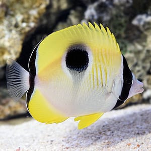 Teardrop butterflyfish