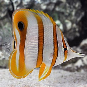 Copperband butterflyfish