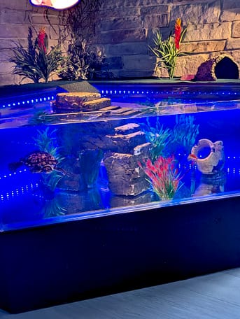 IMG_0873 custom aquarium turtle tank