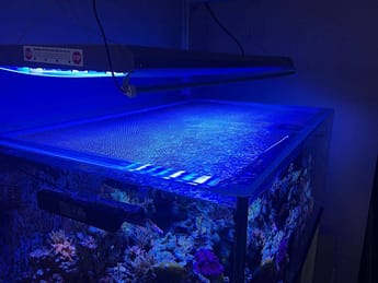 custom-acrylic-lid top view of a breeder tank