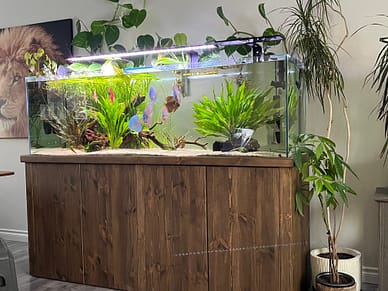 IMG_1873-preview custom standard stand canada