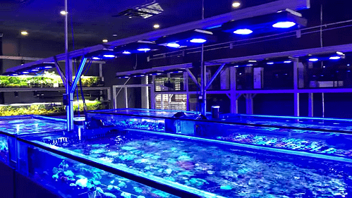 Aquarium-Store Aquarium-Store salt water